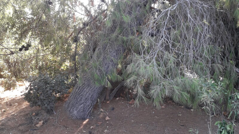 עץ אורן נטוי לצד מעל קרקע מכוסה במחטי אורן